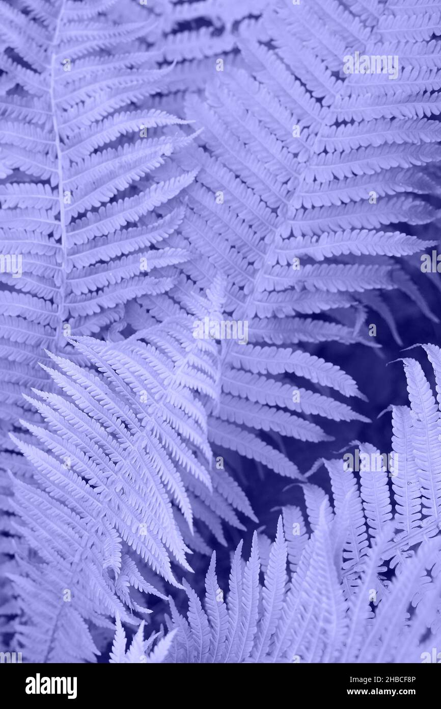 fern leaves in color of the 2022 year very peri Stock Photo
