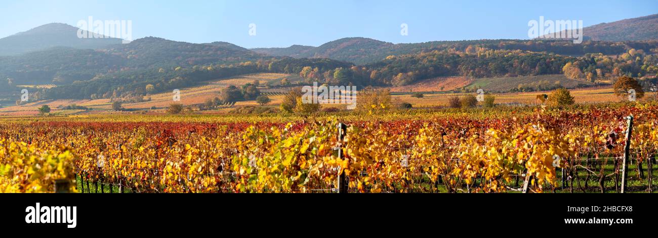panoramic view across the autumnally coloured vineyards in the so called Thermal region near the village of Sooss on the edge of the european alps Stock Photo