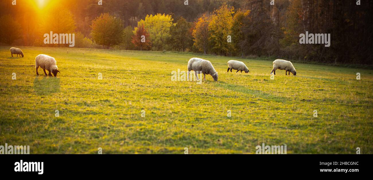 Sheep grazing on lush green pastures in warm evening light Stock Photo ...