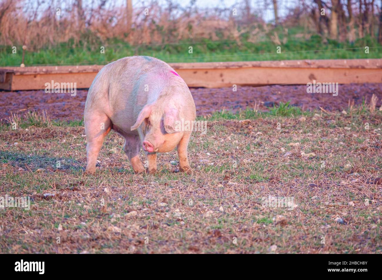 Dutch landrace sow pig in late afternoon sunset lighting, wanders about
