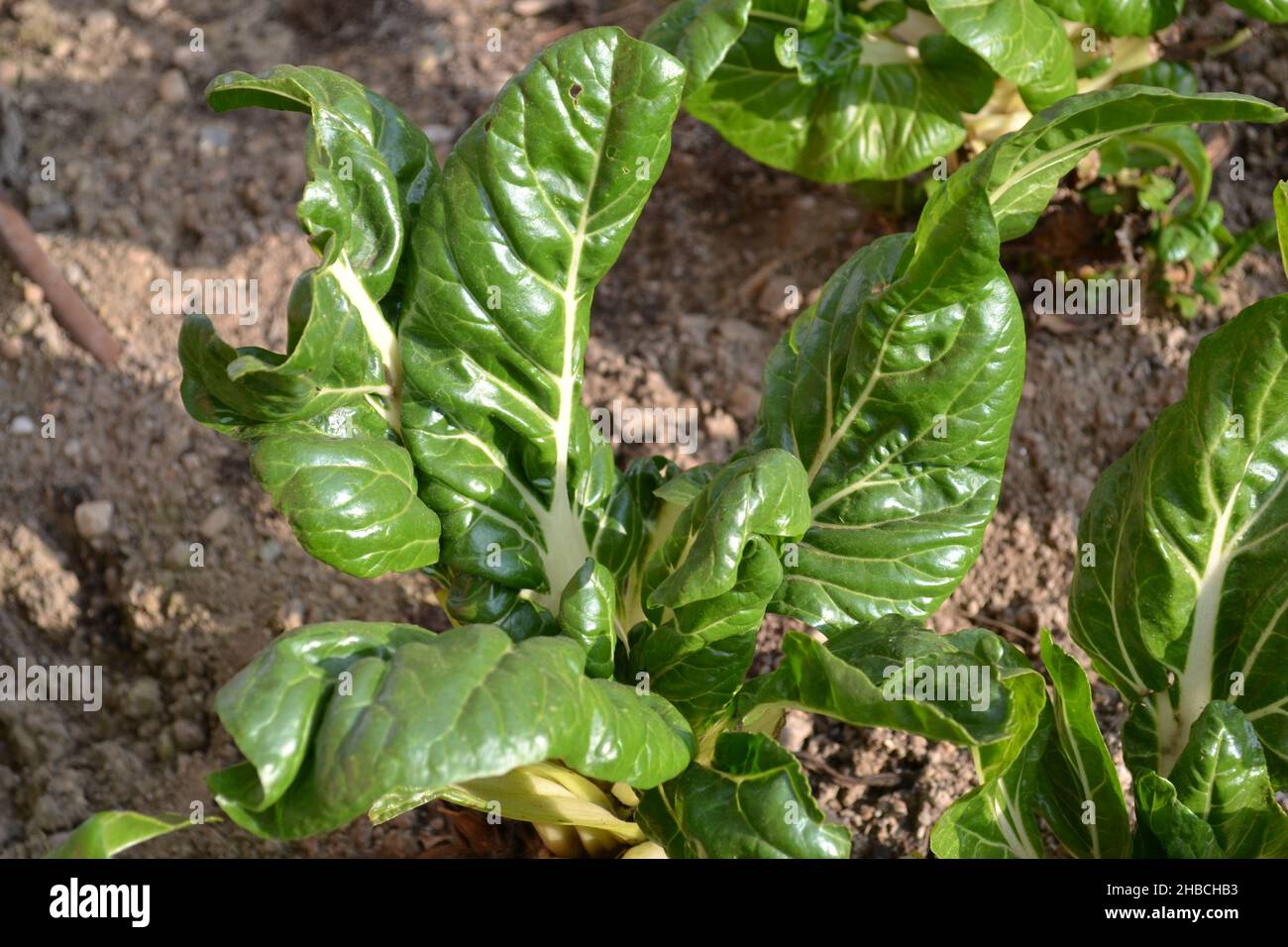 Close-up view of chard plant with large green leaves grown on the ground in agricultural show garden. Stock Photo