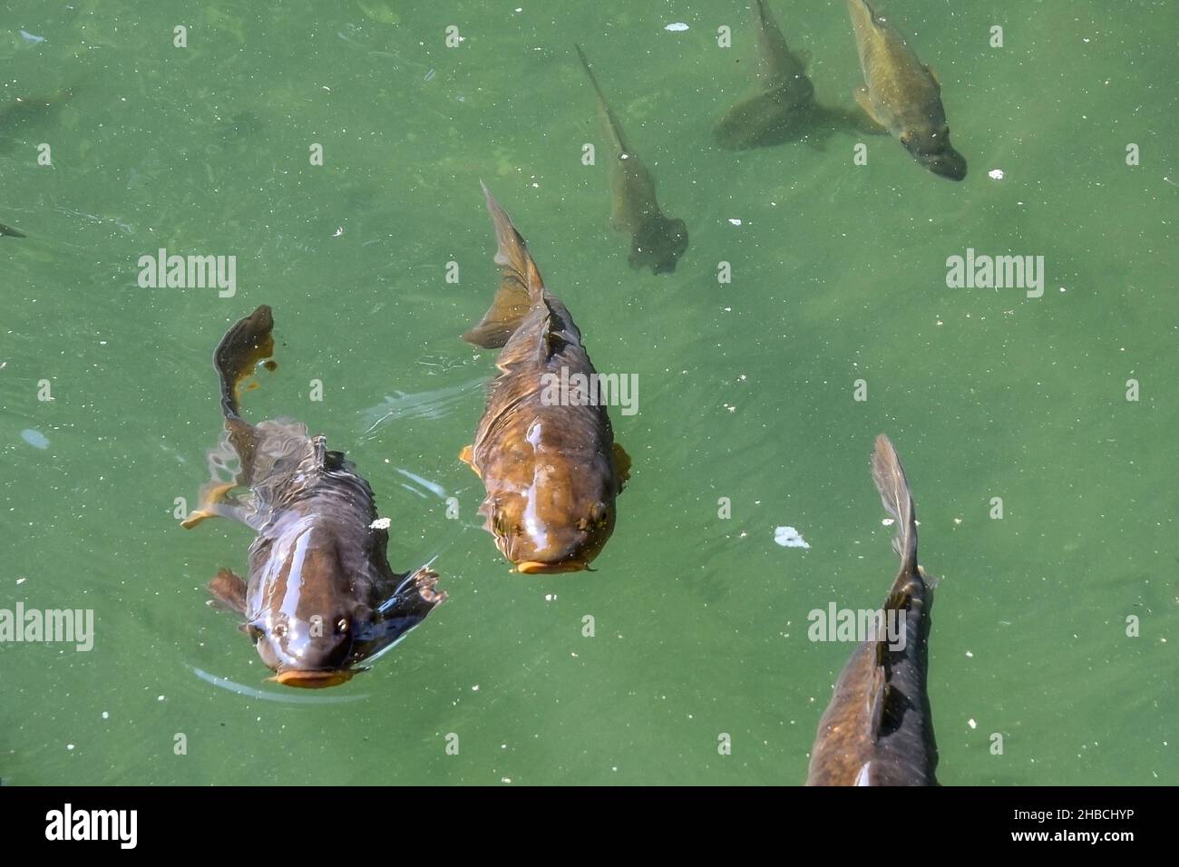 carp fish , water lake Stock Photo - Alamy