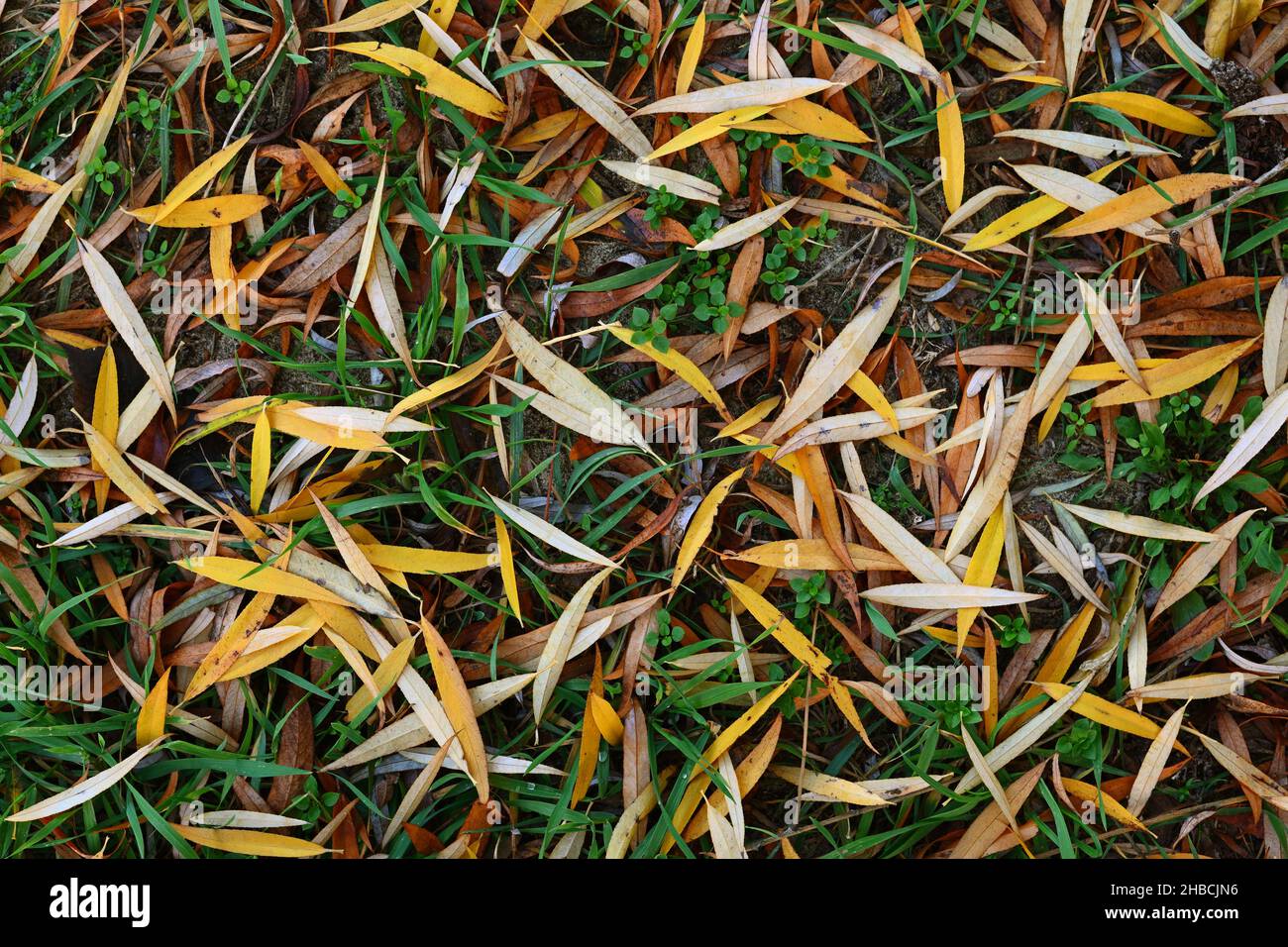 Yellow leaves willow hi-res stock photography and images - Alamy