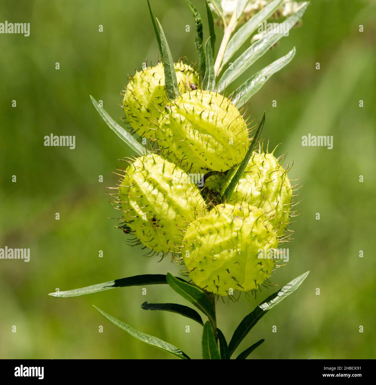 Unusual seed pods and narrow green leaves of Gomphocarpus physocarpus, Balloon Cotton Bush,  invasive weed, against light green background, Australia Stock Photo