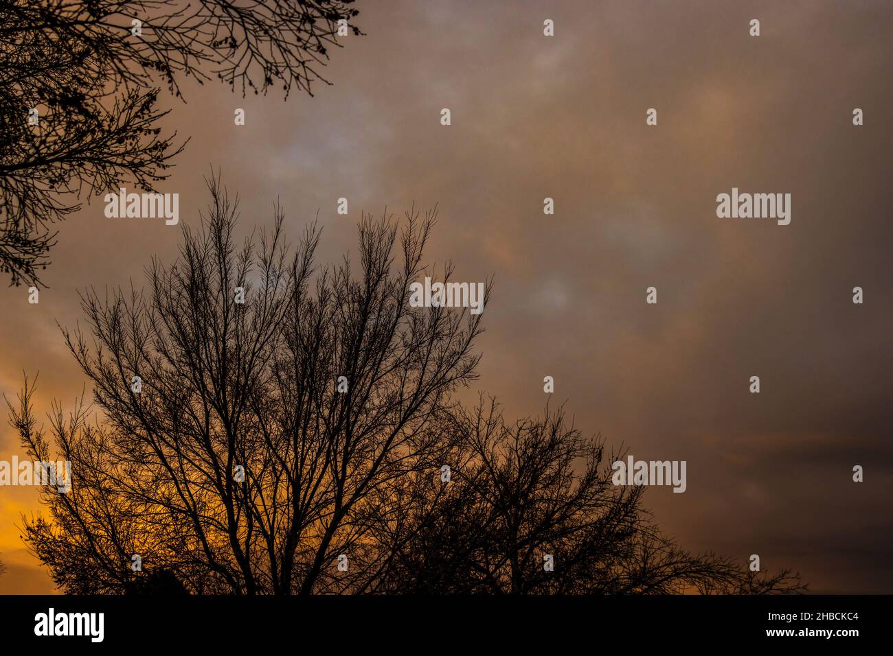 Trees silhouetted against the setting sun Stock Photo - Alamy
