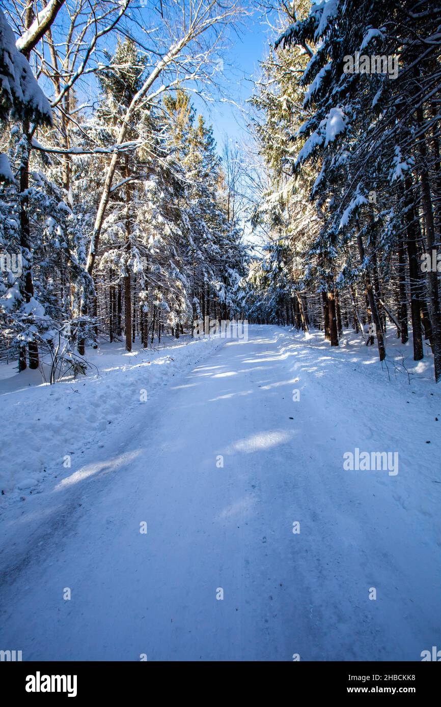 Road winding through the trees in Council Grounds State Park, Merrill, Wisconsin after a snow storm, vertical Stock Photo