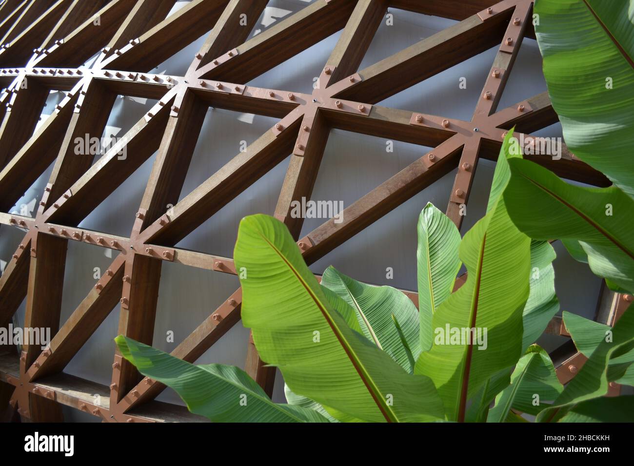 Green Striped Leaves Of Young Palm Tree In The Sunshine With Wooden 
