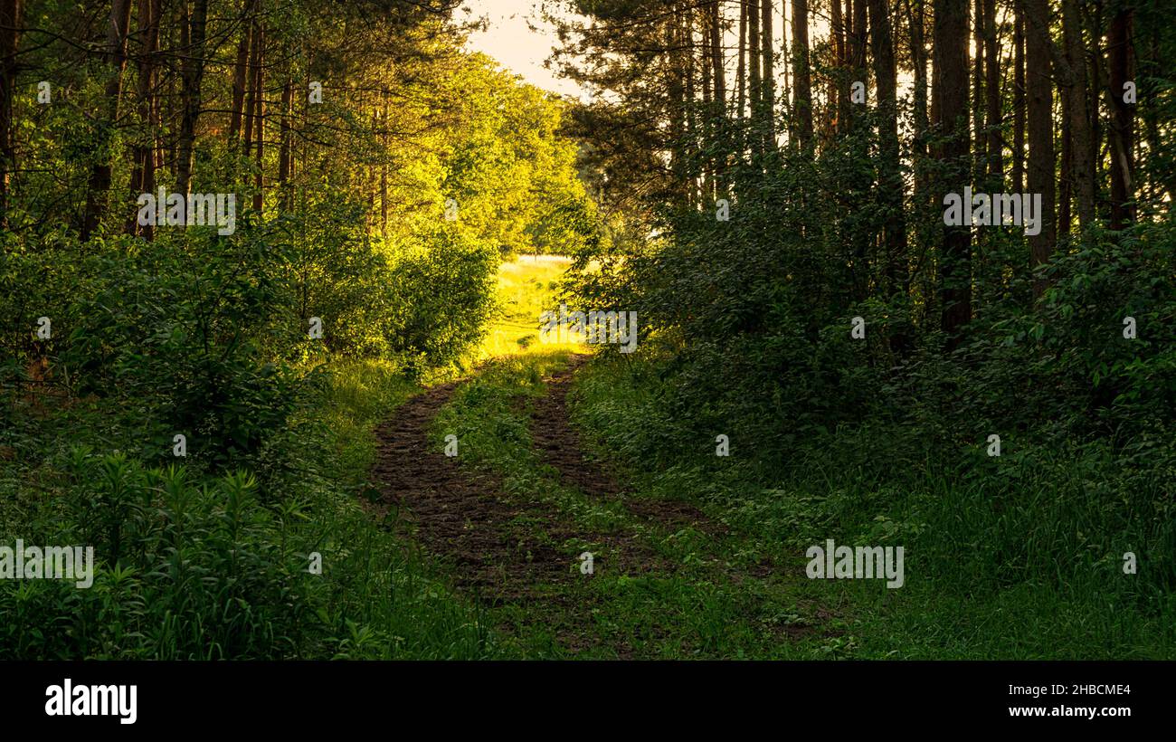 Grass field in forest sunny hi-res stock photography and images - Alamy