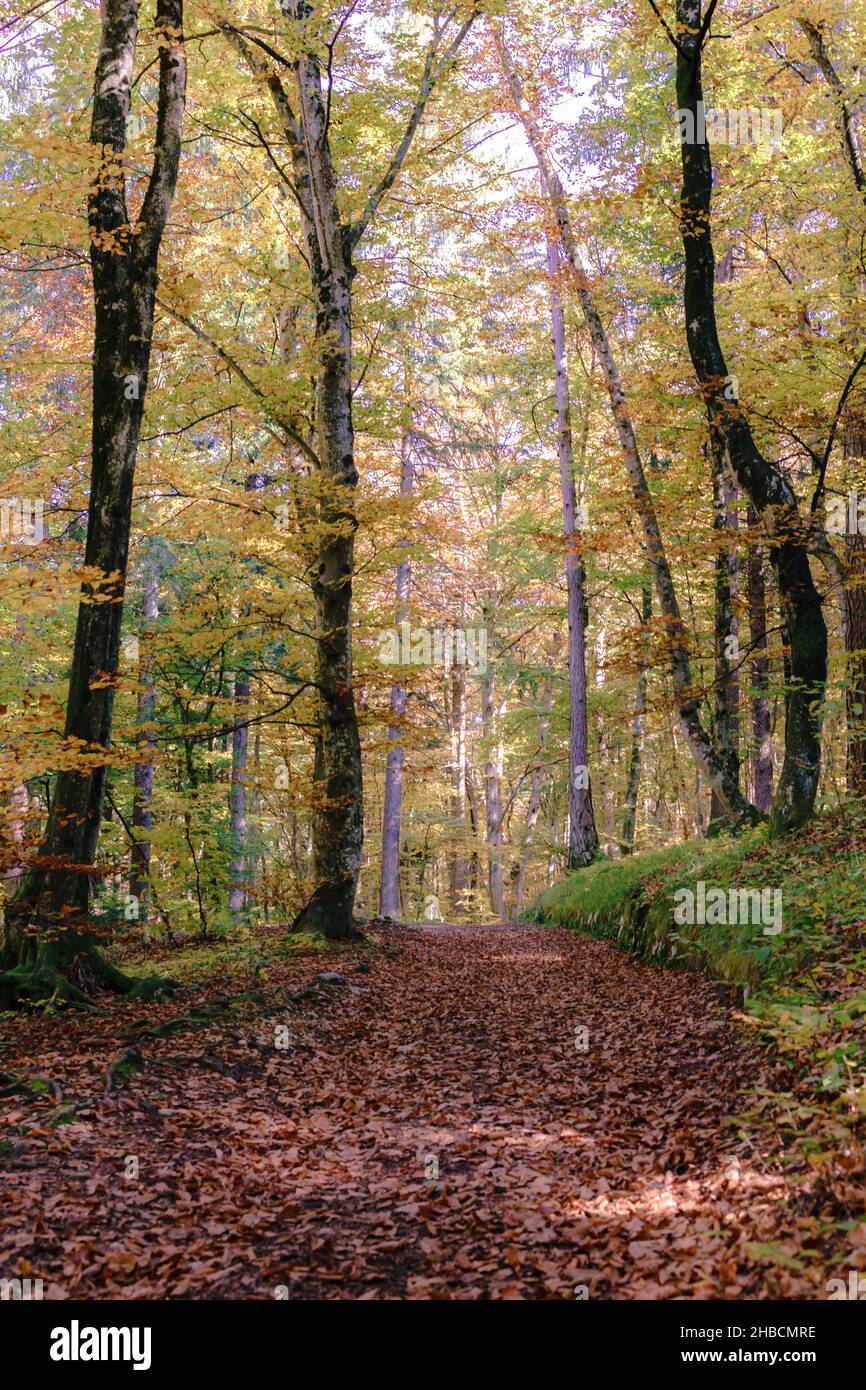 Vertical shot of a path covered in autumn leaves in the forest with ...