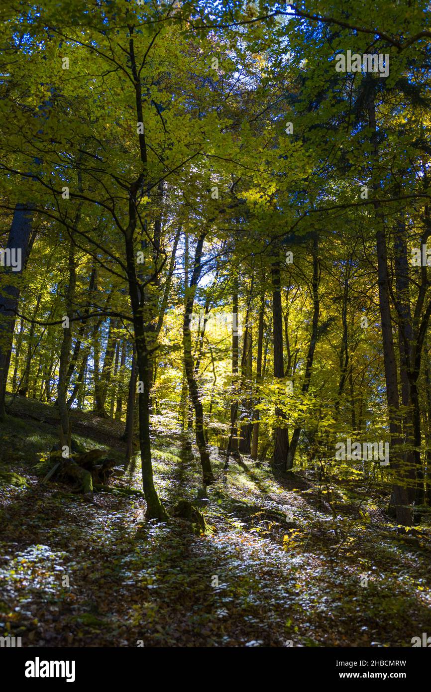 Vertical shot of a path covered in autumn leaves in the forest with ...