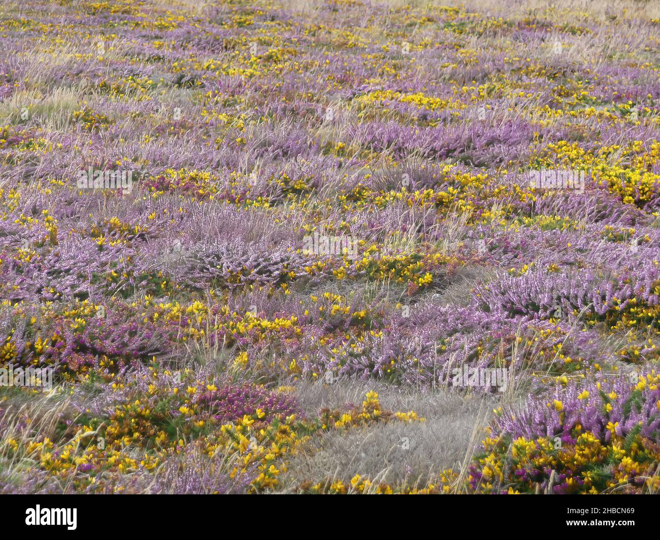 Beautiful yellow and purple wildflowers growing in the field Stock