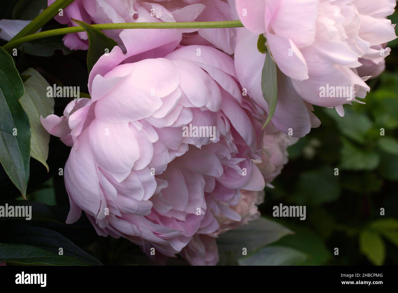 Double pink peony 'Mrs. Franklin D. Roosevelt close-up. Stock Photo