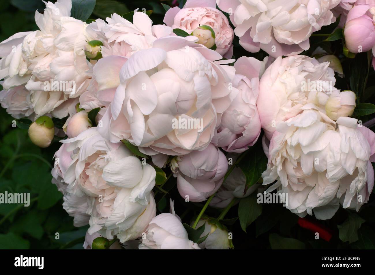 Many beautiful soft pink double peony flowers. Double pink peony 'Mrs. Franklin D. Roosevelt close-up. Stock Photo