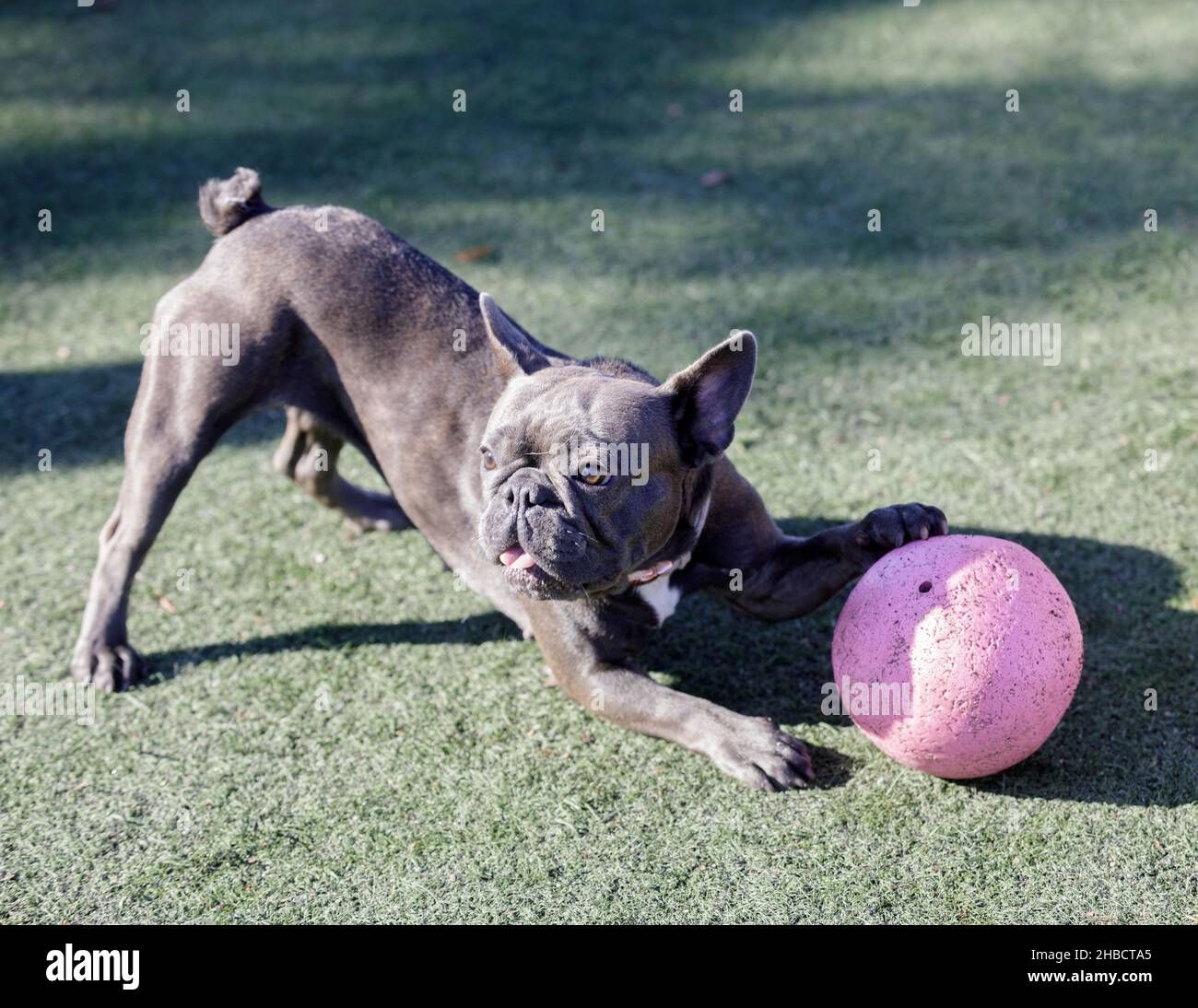 1-Year-Old Brindle and Blue Female French Bulldog Crouching with Ball. Off-leash dog park in Northern California. Stock Photo