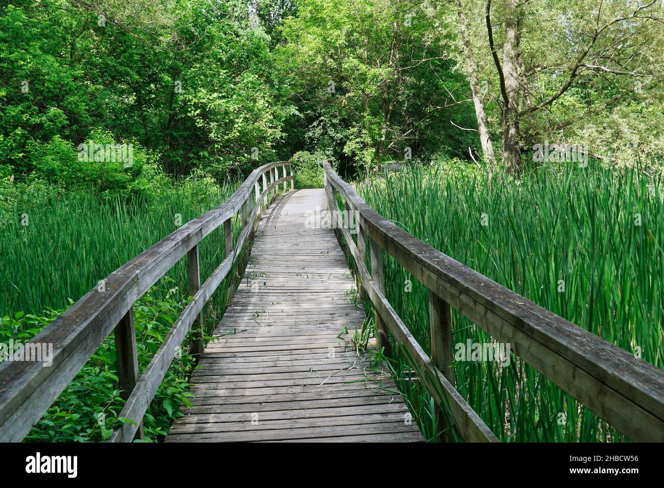 Boardwalk in a nature park across a natural wetland area Stock Photo