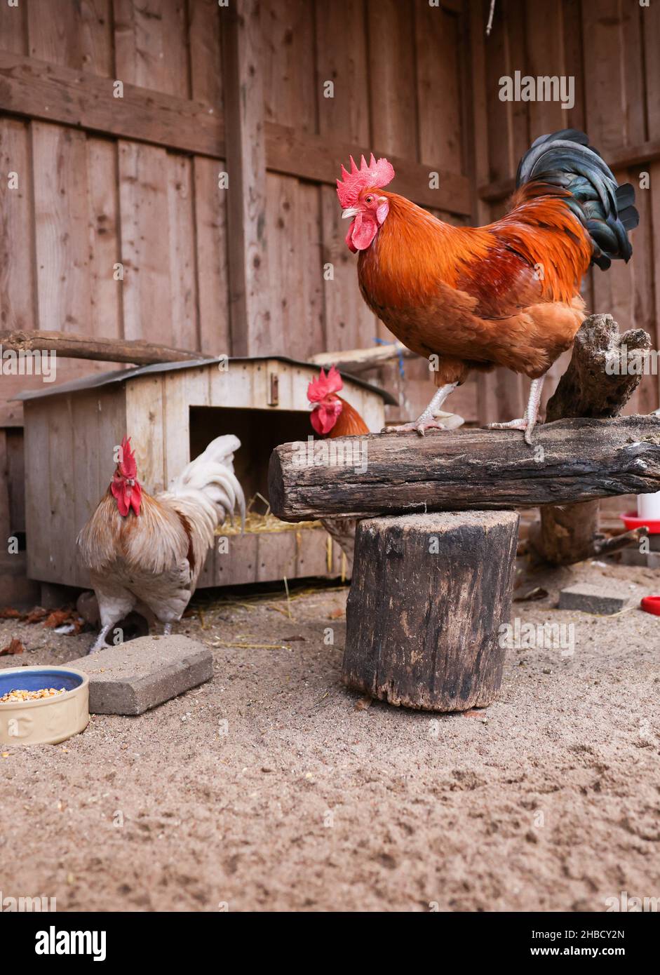 Hamburg, Germany. 16th Dec, 2021. Roosters are out and about in a coop