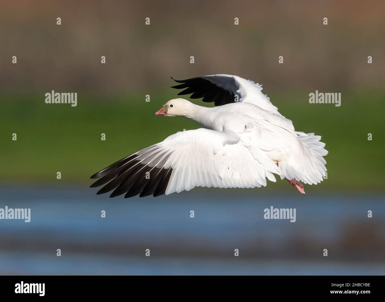 Ross's Goose (A. rossii) landing into the wind at Colusa National Wildlife (NWR) in California