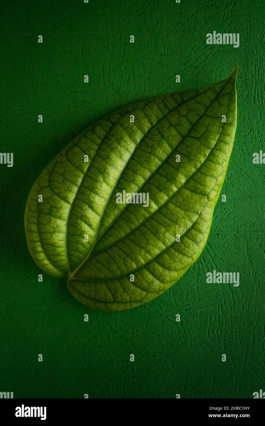 black pepper plant leaf, piper nigrum, isolated on texture green background, flat lay Stock Photo