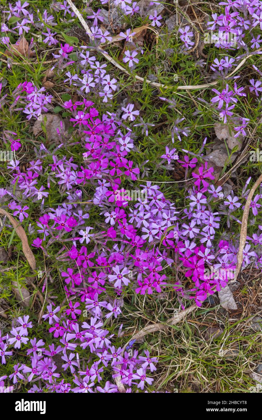 Moss phlox growing in northern Wisconsin. Stock Photo