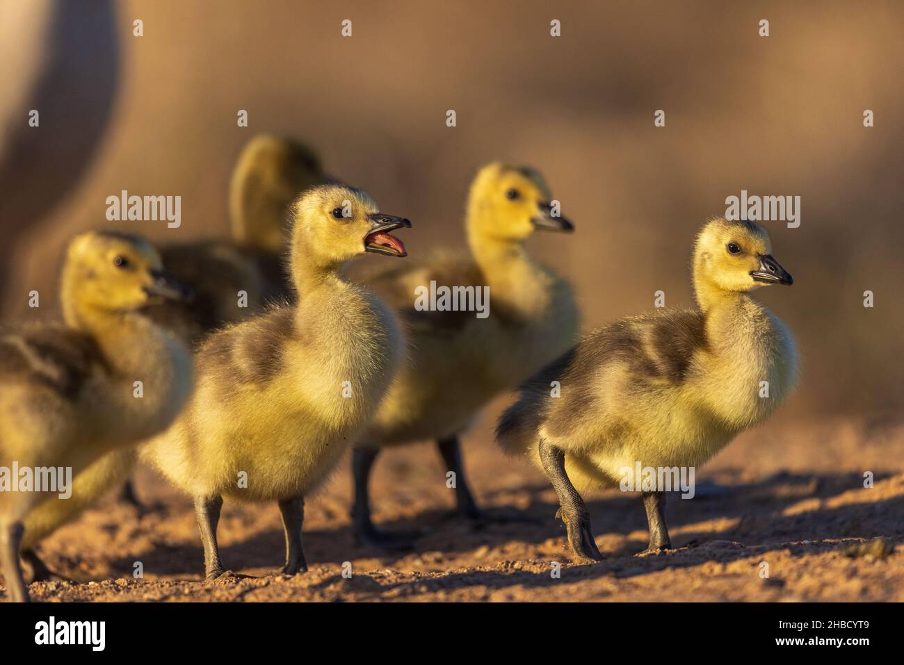Goslings in northern Wisconsin. Stock Photo