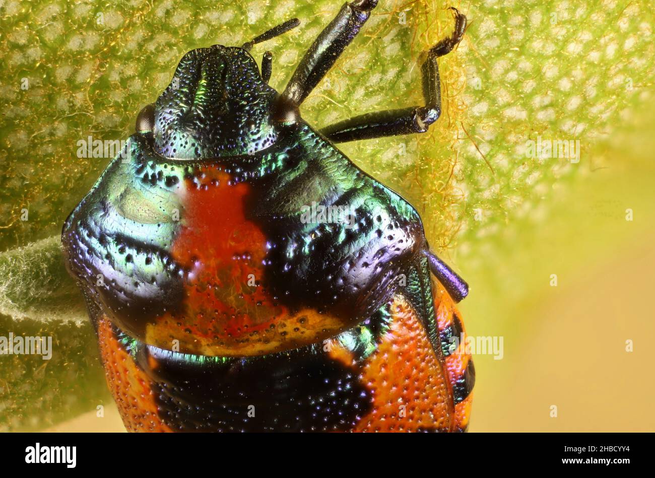 Super macro dorsal view of Red Jewel Bug (Choerocoris paganus) nymph, South Australia Stock Photo