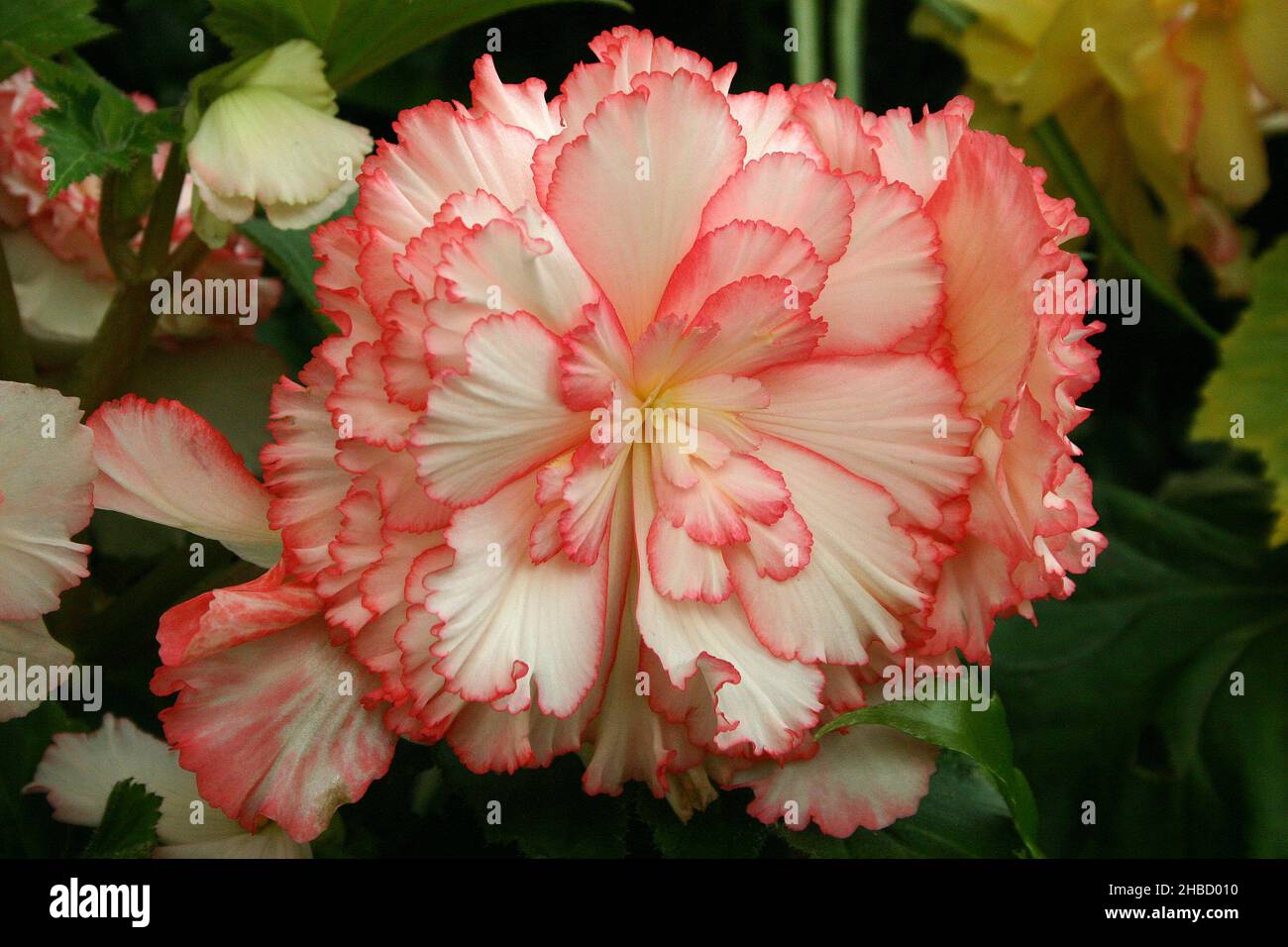 CLOSE-UP OF A BEAUTIFUL WHITE BEGONIA FLOWER WITH PINK EDGING. Stock Photo
