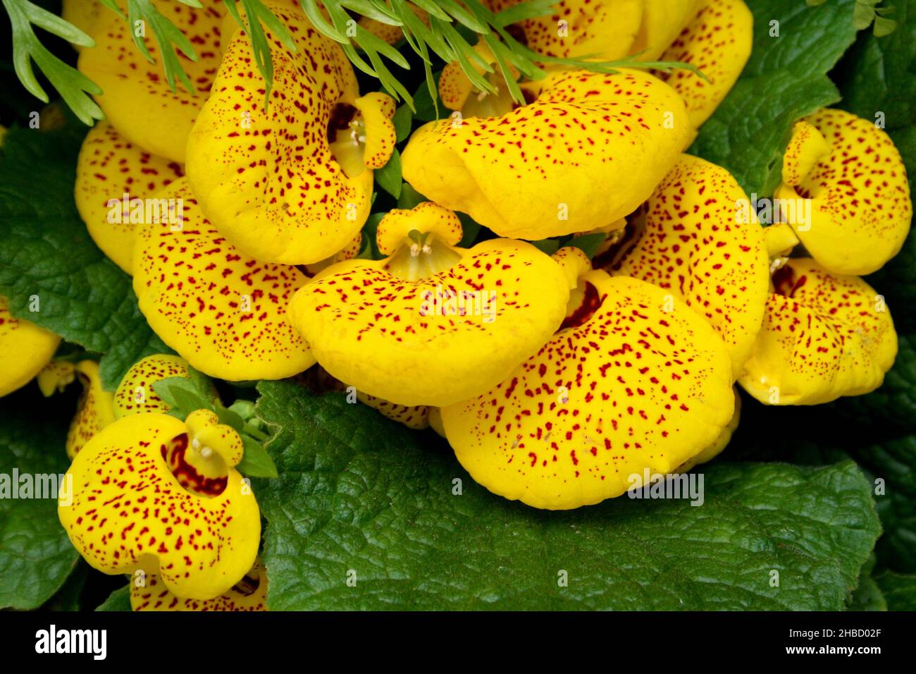 Calceolaria plant also called lady's purse, slipper flower, pocketbook flower or slipperwort, Stock Photo