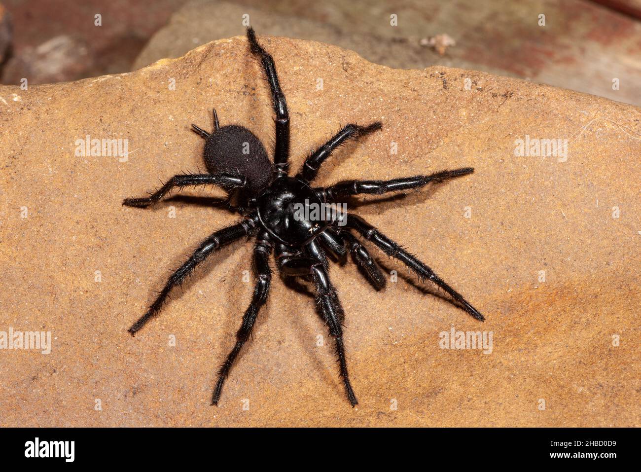 Dangerously venomous Male Sydney Funnel-web spider Stock Photo
