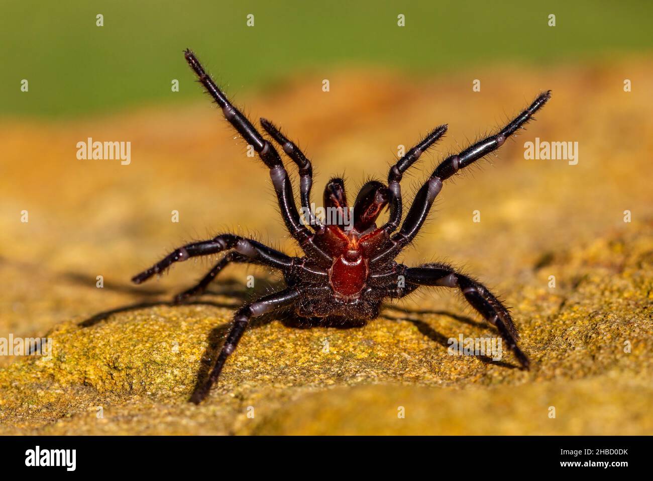Dangerously venomous Male Sydney Funnel-web spider showing fangs Stock Photo