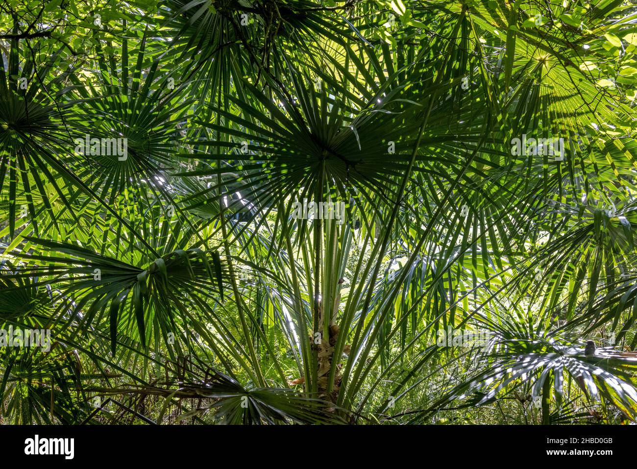 Cabbage Palms growing in rainforest Stock Photo Alamy