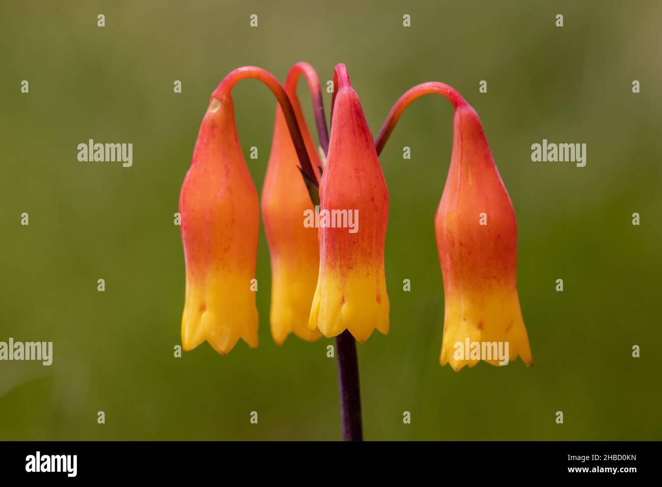 Australian Christmas Bell plant in flower Stock Photo Alamy