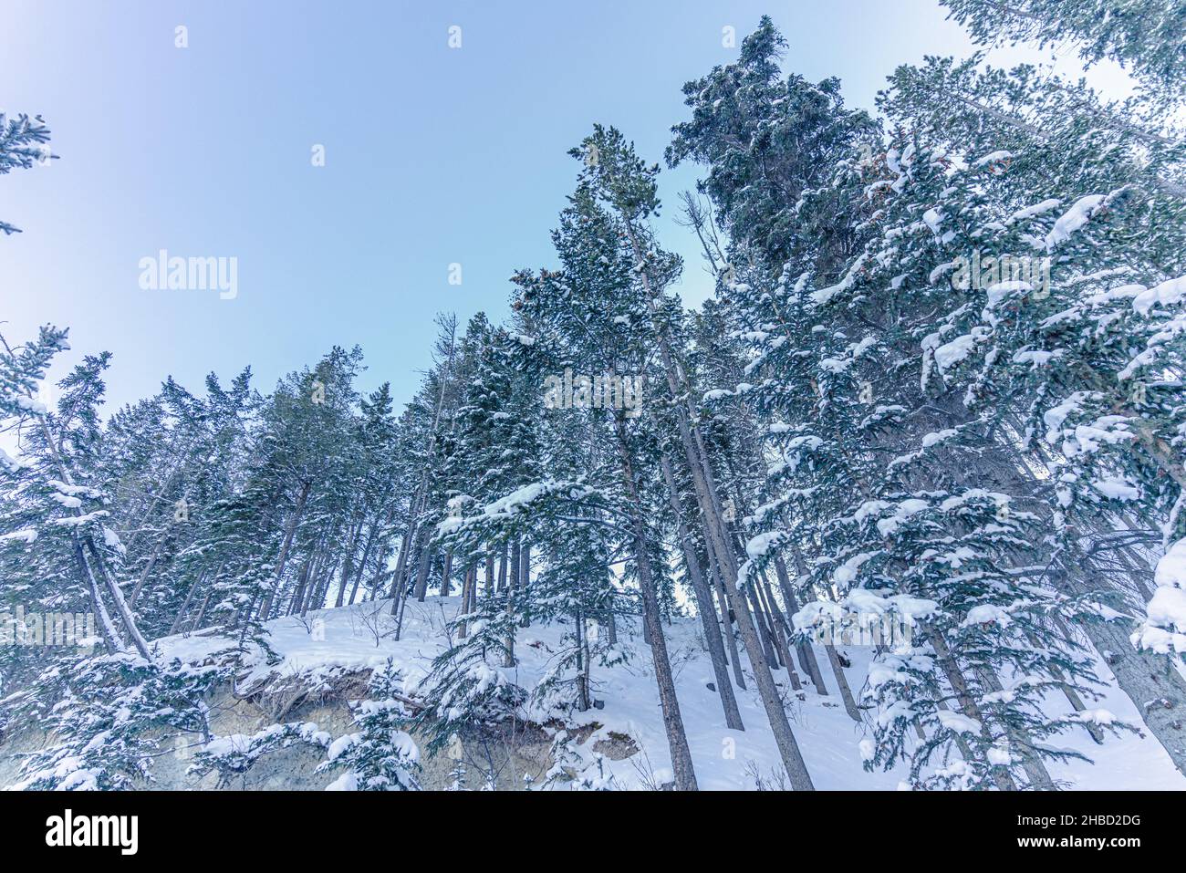 Trees covered with snow in a forest shot from below Stock Photo - Alamy