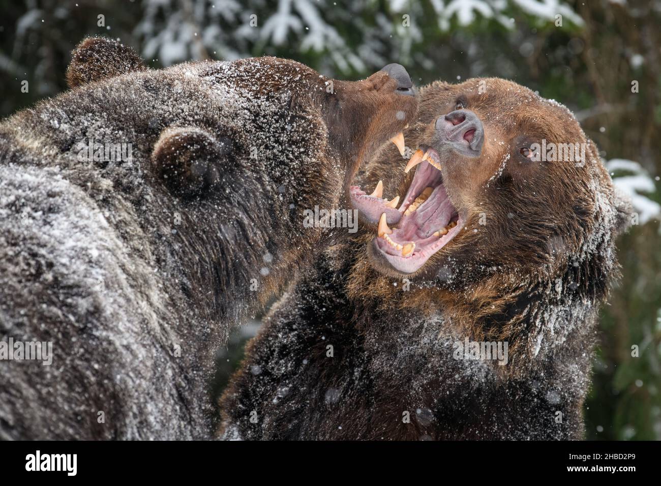 Mean Bear Stock Illustrations – 148 Mean Bear Stock Illustrations, Vectors  & Clipart - Dreamstime