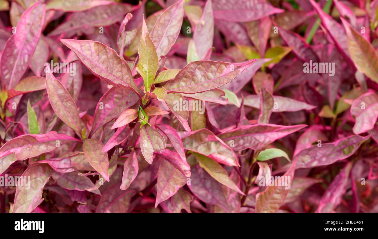 Alternanthera reineckii is a species of aquatic plant in the Amaranthaceae family. decorative plants Stock Photo