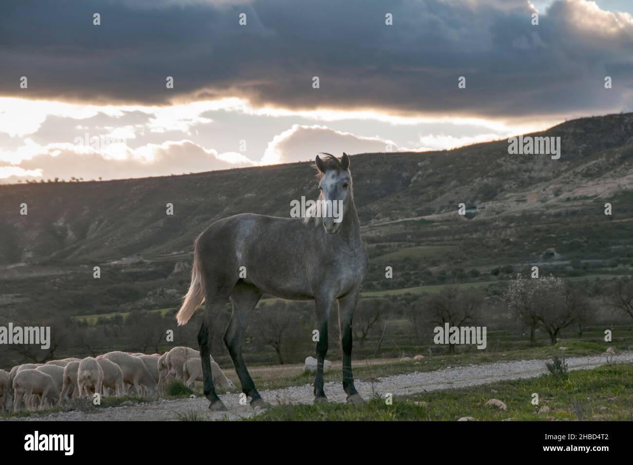 Horse tending a flock of sheep Stock Photo - Alamy