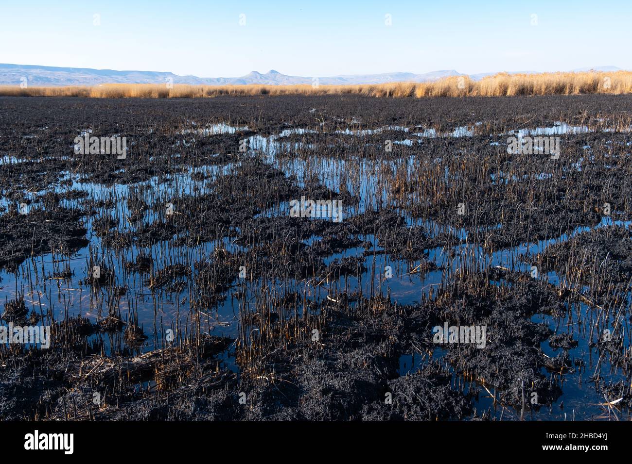 Spring fire, burnt field. Destruction of nature. Fires caused by global warming. Stock Photo