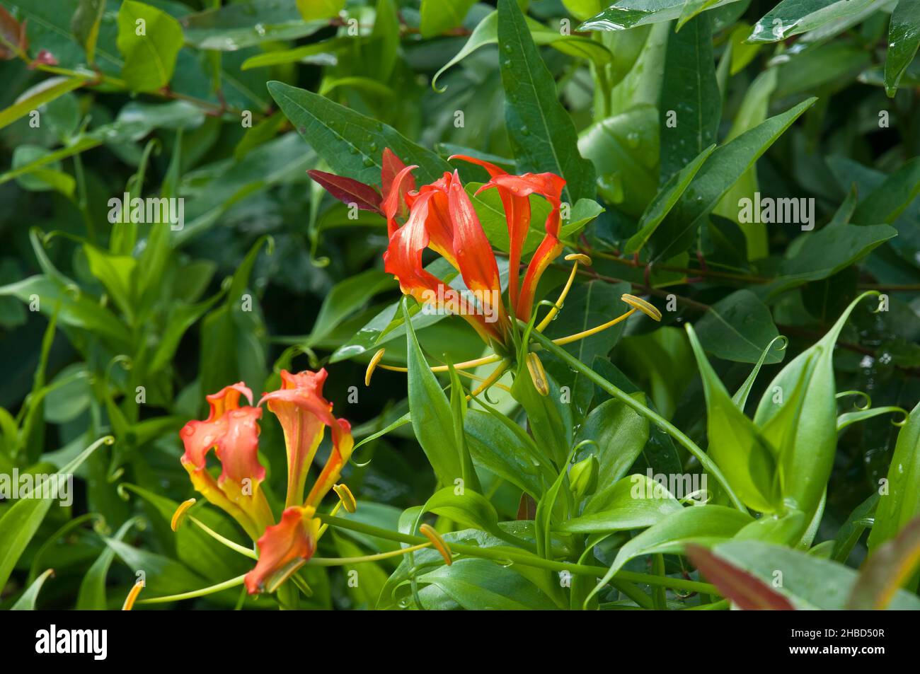 Sydney Australia, orange flowers of a heteropteris syringifolia native to Bolivia, Paraguay and Brazil after rain Stock Photo