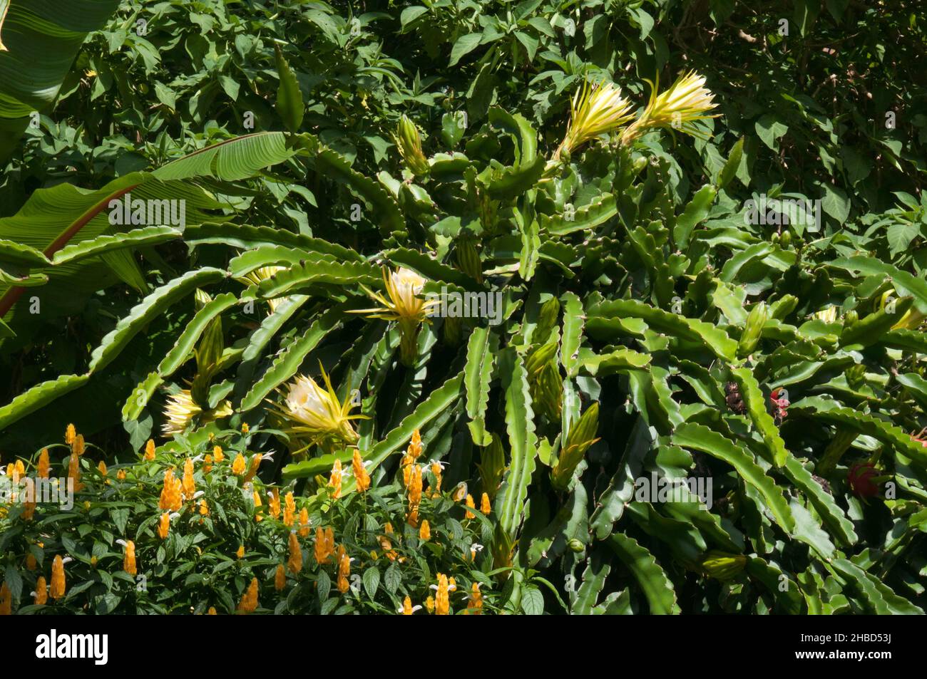 Sydney Australia, flowering dragon fruit plant in garden Stock Photo