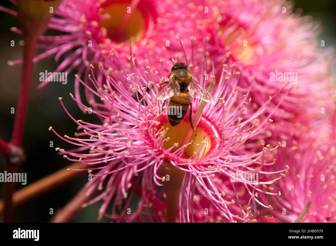 Sydney Australia, bee on pink flower of an Australian native flowering gum tree Stock Photo