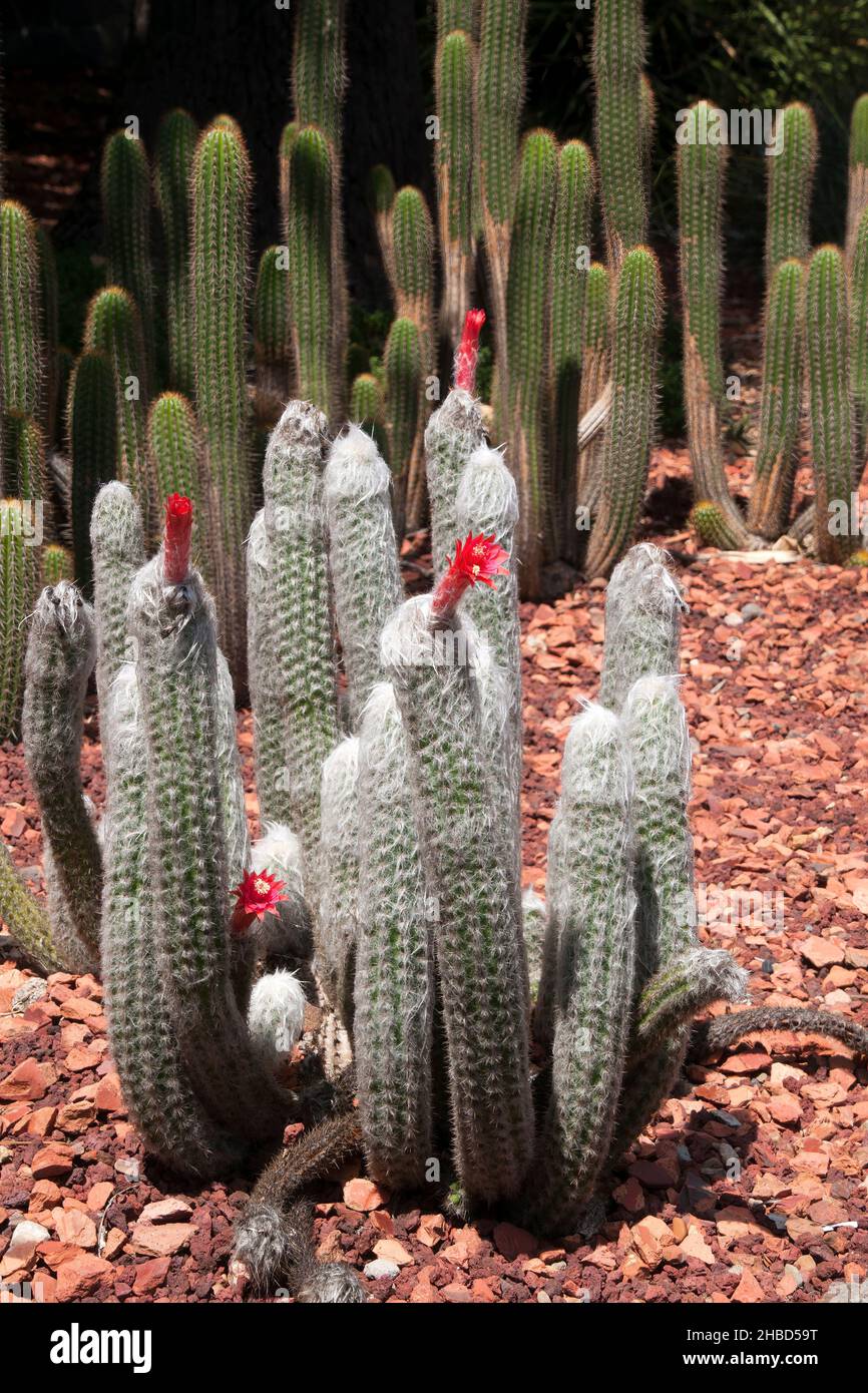 Sydney Australia, flowering touch cactus in garden Stock Photo