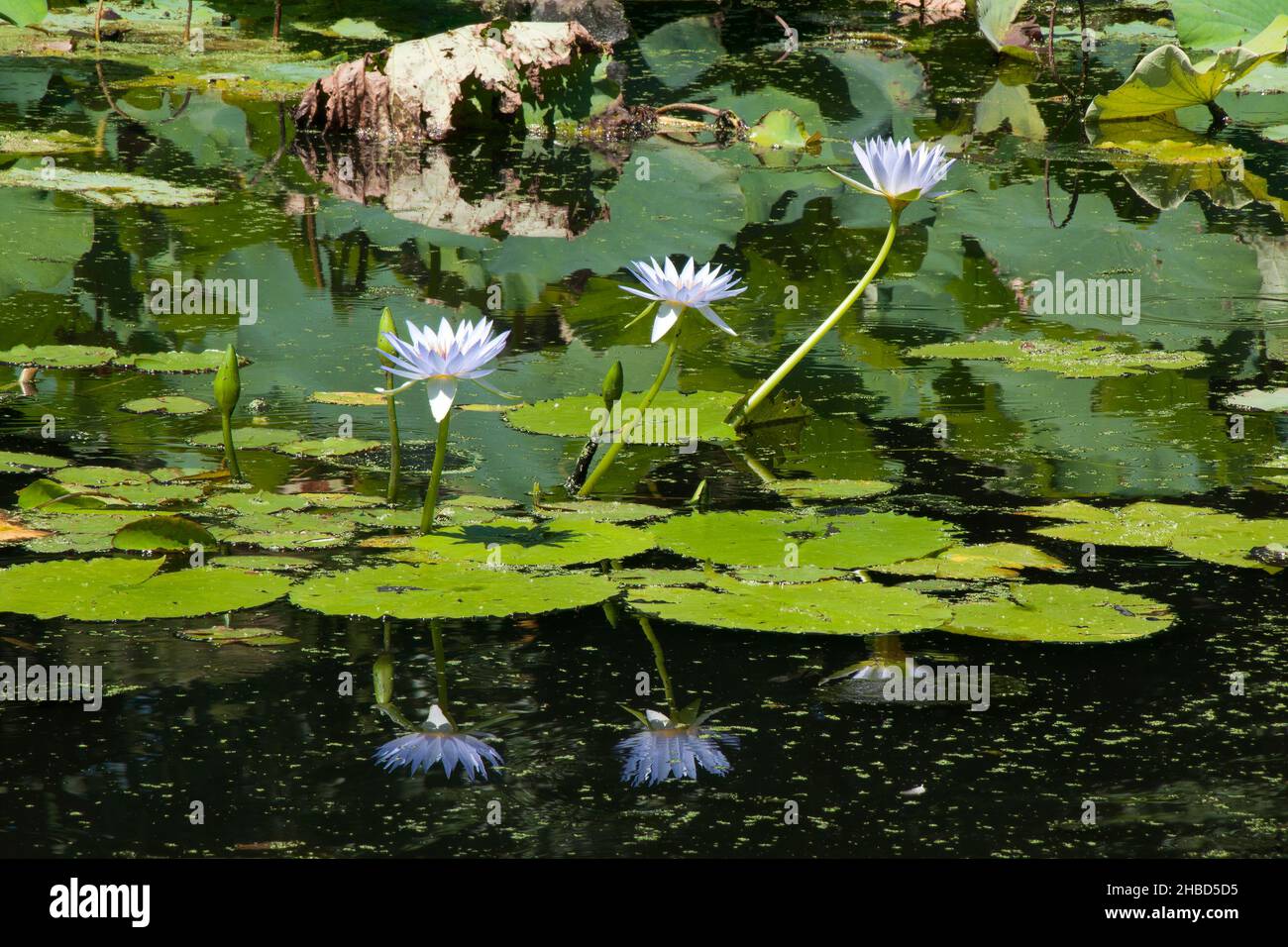 Sydney Australia, pond with purple flowering water lilies Stock Photo