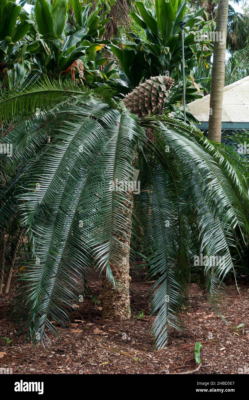 Sydney Australia,  view of a  lepidozamia peroffskyana or pineapple zamia a native plant of Australia Stock Photo