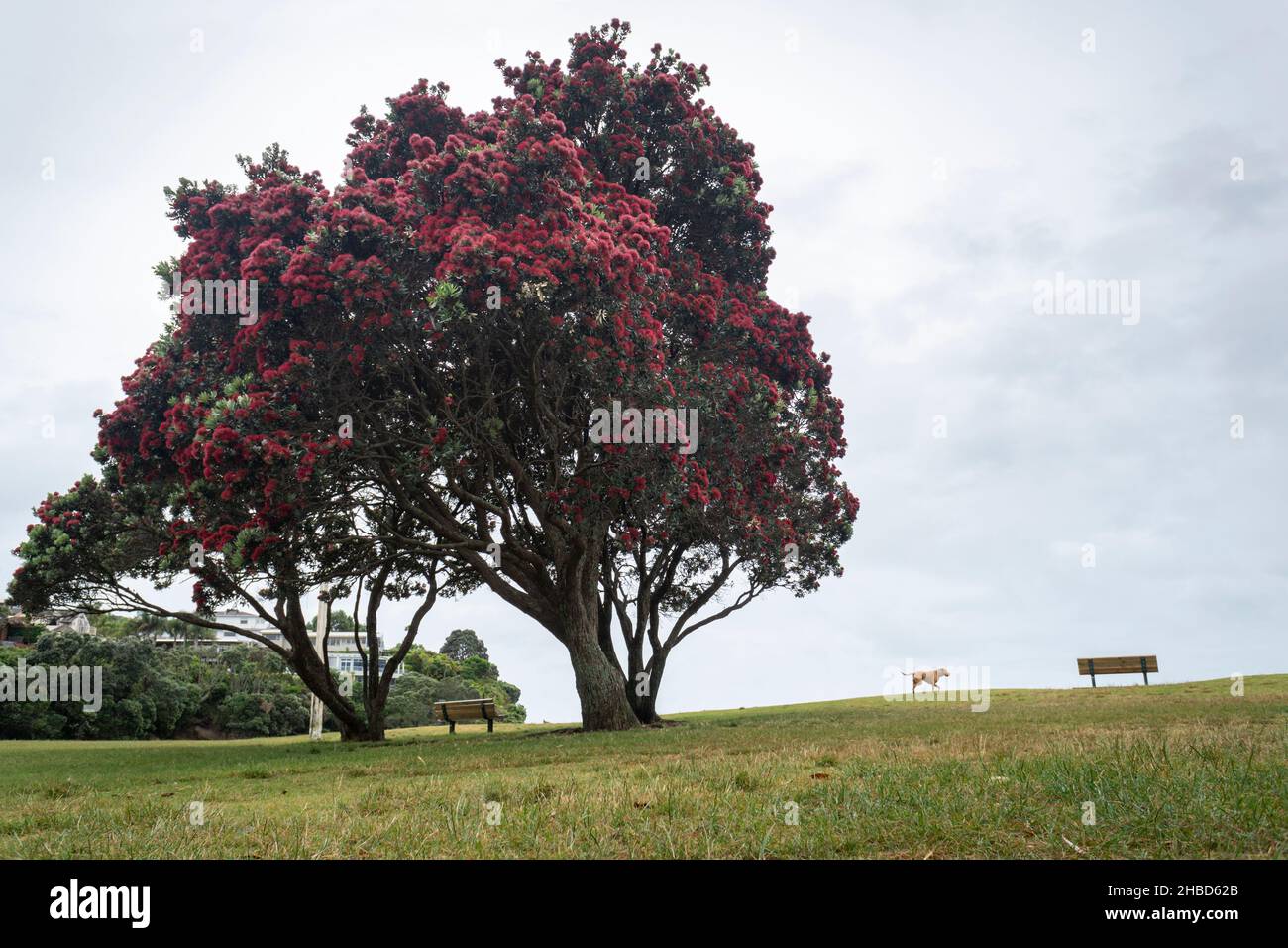 Milford beach in a cloudy day with flowering Pohutukawa tree and a dog. New Zealand Christmas Tree in full bloom. Stock Photo