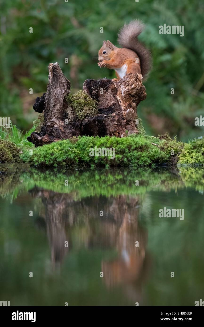 A view of a red squirrel as it climbs up an old tree stump by a pool. Its reflection is in the still water Stock Photo