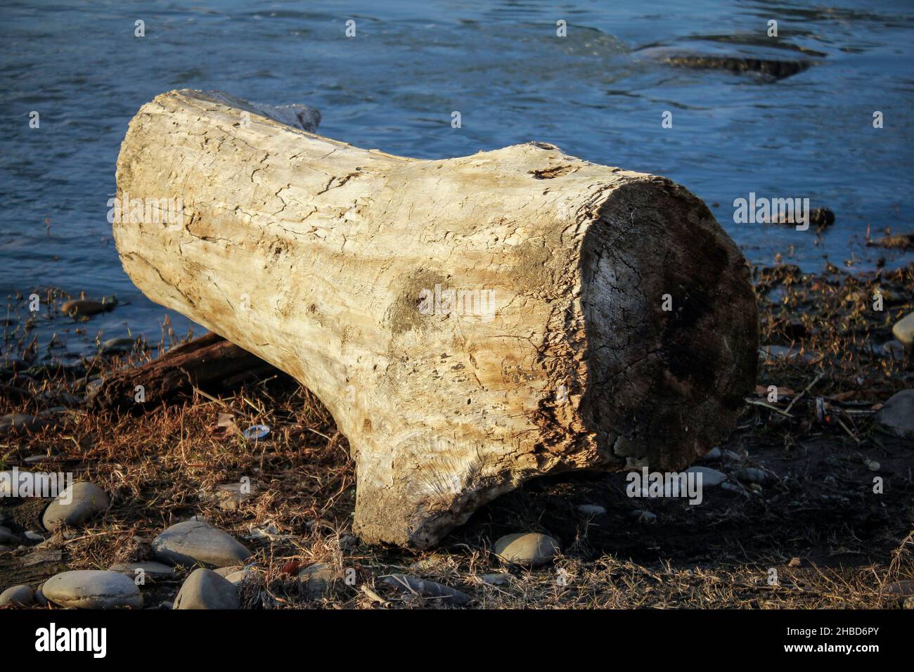 A dry log on a river bank Stock Photo Alamy