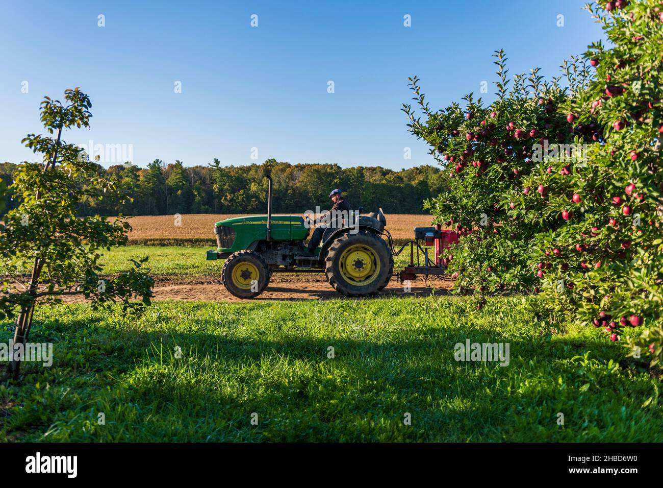 Farmer driving tractor pulling trailer through apple orchard Stock Photo