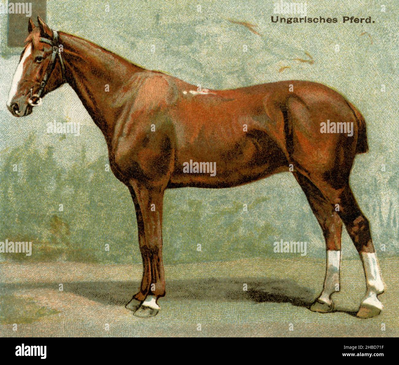 Horse, horse breed: Hungarian horse ,  (agricultural book, 1898), Pferd, Pferderasse: Ungarisches Pferd Stock Photo