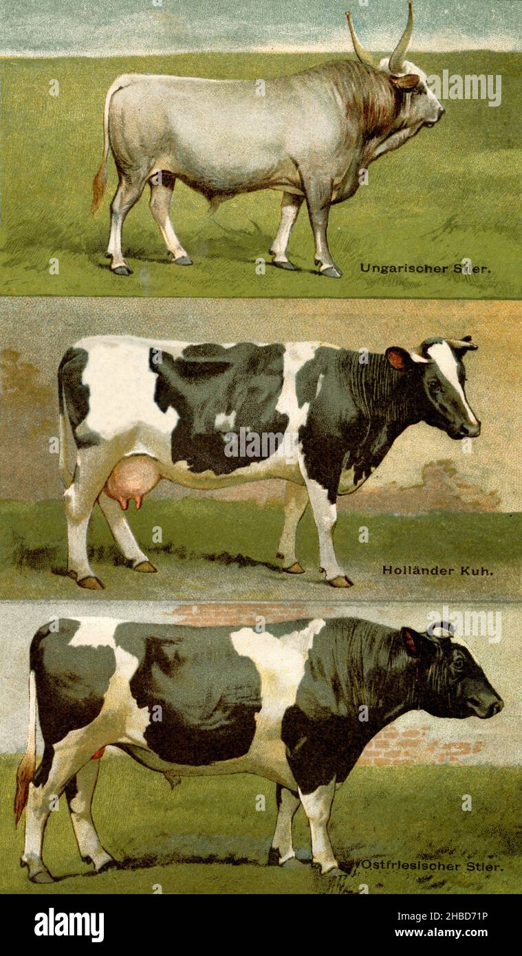Cattle, breed of cattle: Hungarian bull, Dutch cow, East Frisian bull ,  (, ), Rind, Rinderasse: Ungarischer Stier, Holländische Kuh, Ostfriesisicher Stier Stock Photo