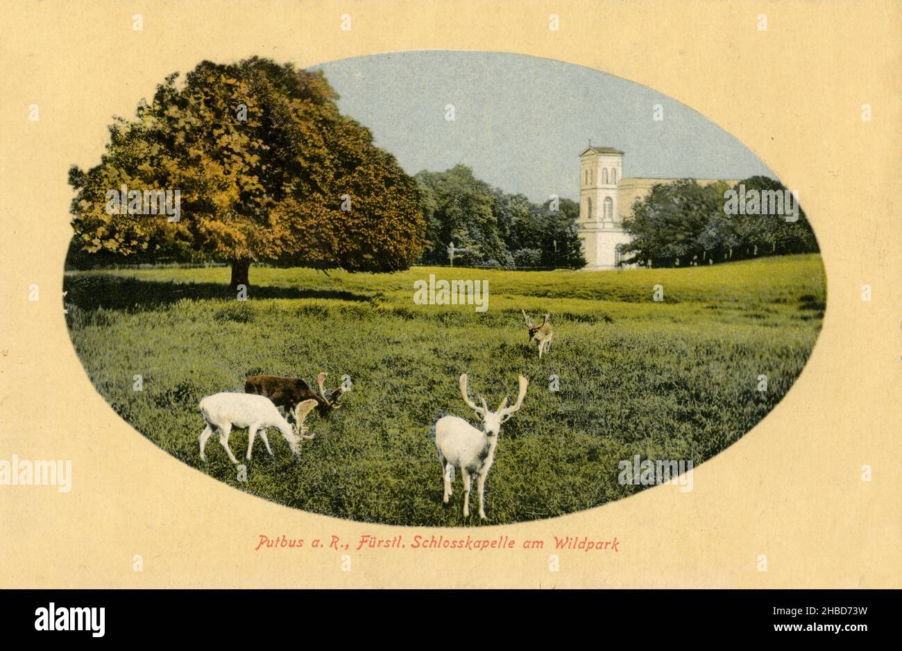 Putbus on Rügen: Princely castle chapel at the game park with white fallow deer ,  (postcard, ), Putbus auf Rügen: Fürstliche Schlosskapelle am Wildpark mit weißem Damwild Stock Photo