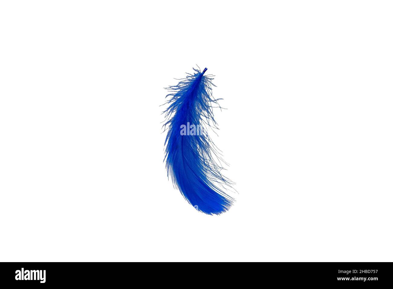 Blue feather isolated on a white background. Stock Photo